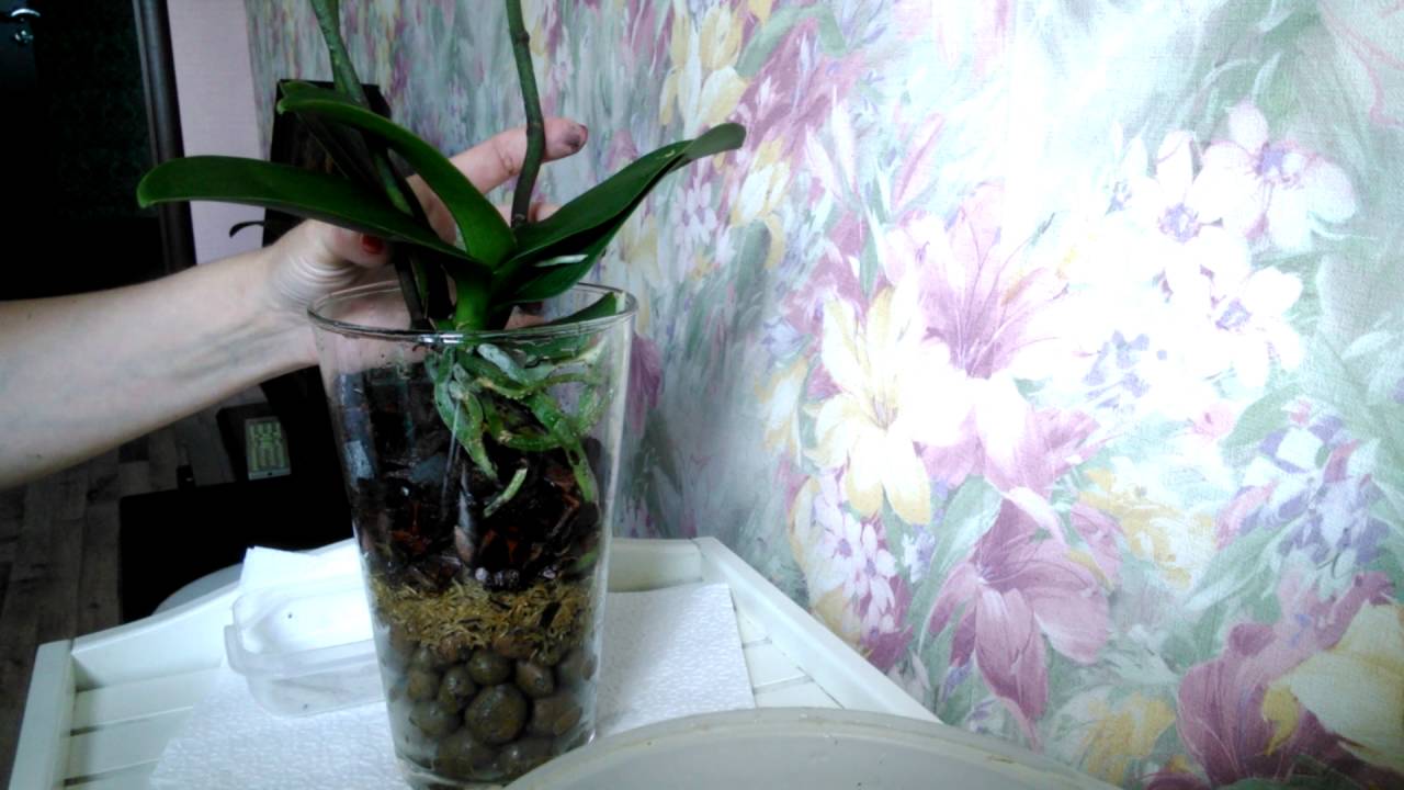 Орхидея в коре полив. Орхидея в керамзите. Орхидеи в керамзите закрытая система. Орхидея в стеклянной вазе с керамзитом. Каттлея в керамзите.