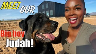 Our new German Rottweiler JUDAH! ￼ Establishing our DEBT FREE OFF GRID HOMESTEAD!