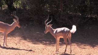 Impala Rams - Rutting Behavior