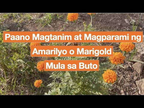 Video: Cosmos Flower Seed Collection - Paano Mag-harvest ng Mga Buto Mula sa Cosmos