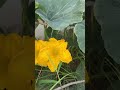 Bông bí vàng #tamtrang #farming #farmer #flowers #garden #gardening #bolero #nhachaymoingay