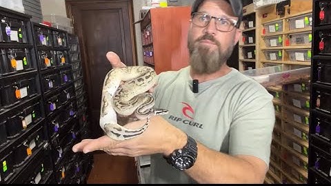 Ball python breeding! New addition double recessive and double het recessive combos! 🔥