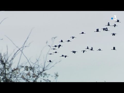 Vidéo: Pourquoi Les Grues Rêvent-elles