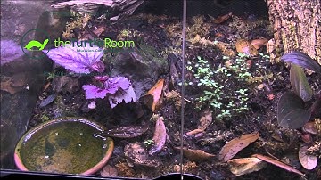 Custom Vivarium - Indoor Thunderstorm!