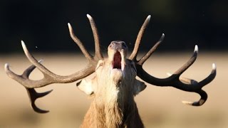 Angry Male Deer: The Beast of Bushy Park