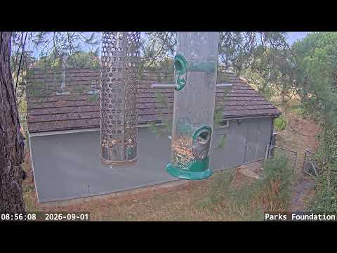 Winton Bird Feeder live cam preview