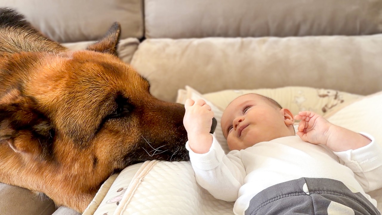 Baby Gently Touches a German Shepherd — Sweetest Moment