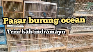 pasar burung ocean trisi indramayu