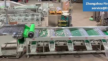 Garlic grader, garlic sizer, garlic onion sorting machine