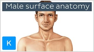 Male Surface Anatomy Definition (preview) - Human Anatomy | Kenhub