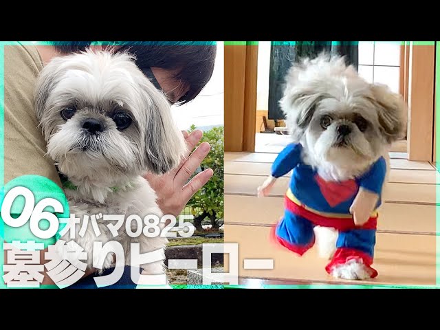 ヒーロー衣装をバリバリ伝説するも墓参りもちゃんといく犬【オバマ