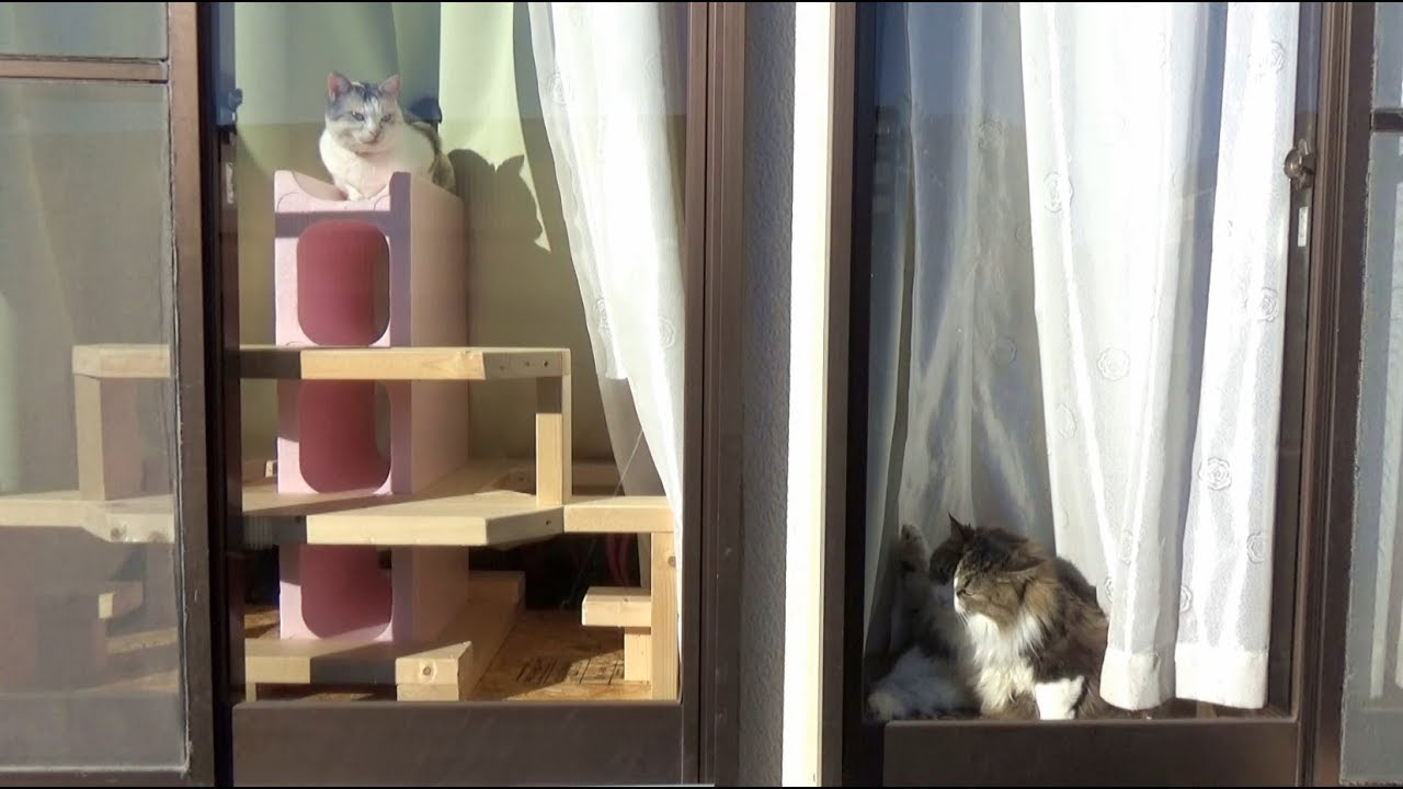 可愛い画像 Two cats basking in the morning sunshinein behind the curtain