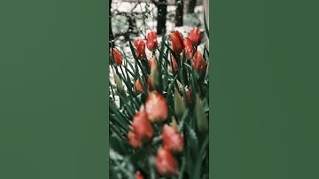 Thumbnail of Natural Beauty #song #newsong #music #bollywood #love #beautytips #naturalbeauty #newmusic