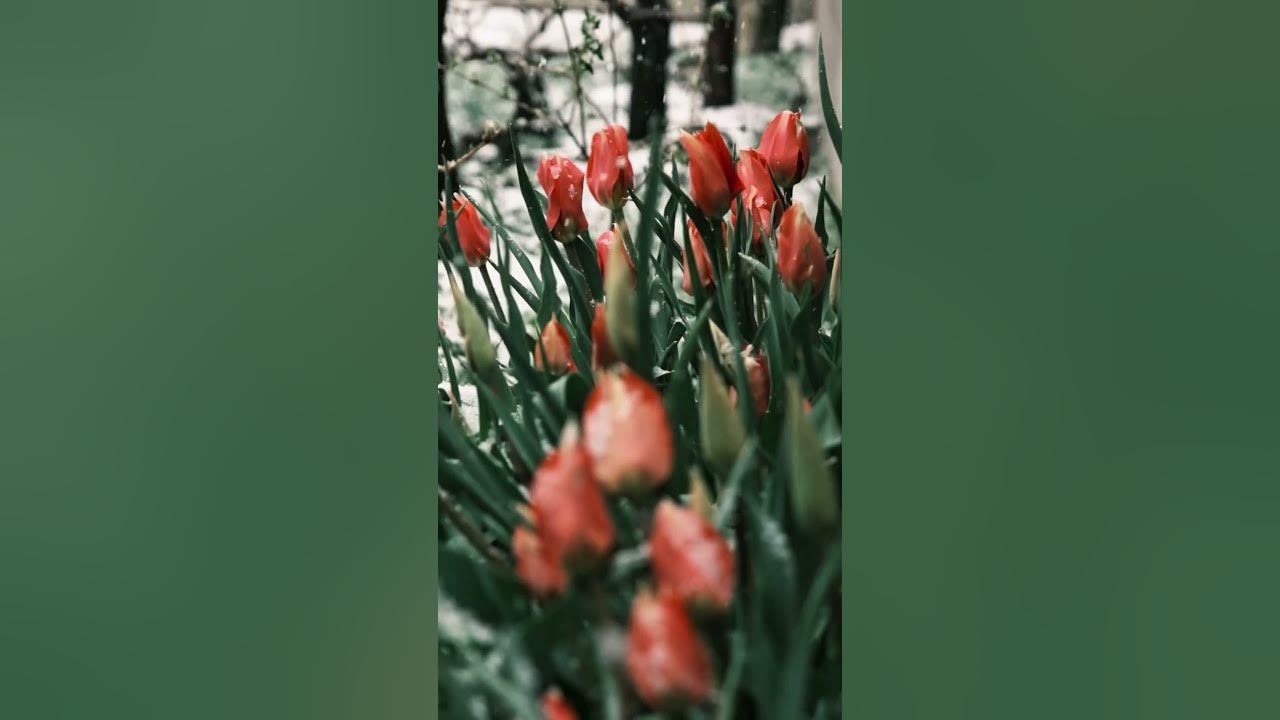 Natural Beauty #song #newsong #music #bollywood #love #beautytips #naturalbeauty #newmusic Natural Beauty #song #newsong #music #bollywood #love #beautytips #naturalbeauty #newmusic