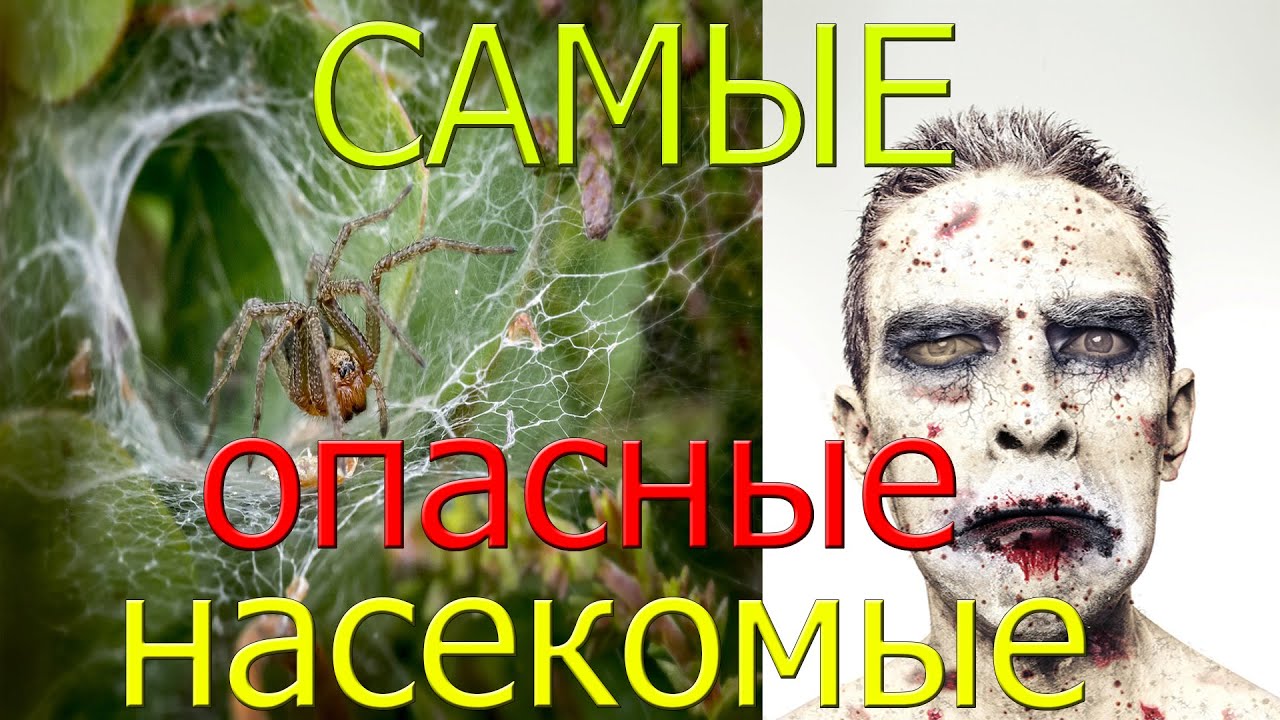 10 САМЫХ ОПАСНЫХ НАСЕКОМЫХ!!! - YouTube