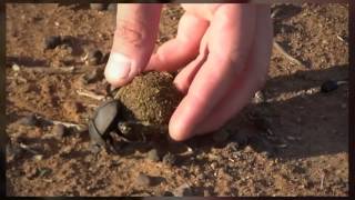 RHULANI MINUTE SAFARI - Dung beetle rolling a ball of dung