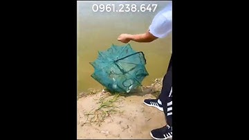Lồng bẫy cá bát quái