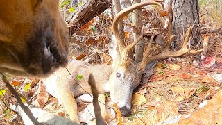 The Catahoula TwoStep  Deer Tracking Dogs Recover A Great Alabama Buck