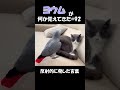 ヨウムが何か覚えてきた#92