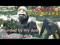キンタロウ、パパに叱られる♪飛び上がる程びっくりした！！京都市動物園・ゴリラ【Gorilla,Kintaro is scolded by his dad.】