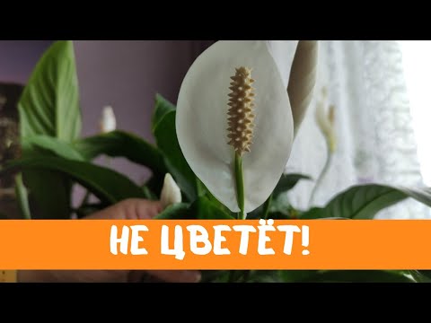 Женское счастье (спатифиллум) не цветёт, причины