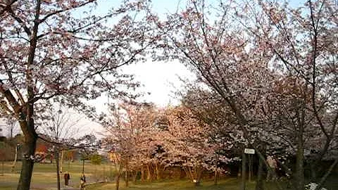 parque de Sasagawa.... passeio de Sakura