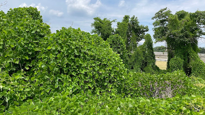 Kudzu in Cincinnati, Ohio. The vine that ate the South is set to now feast on the lower Midwest.