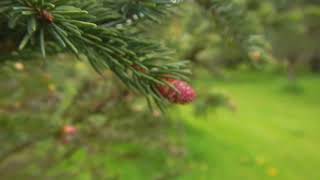 Spruce Pollen - the movie