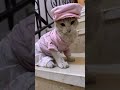 شيله بدينا بذكر الله بدون مقدمه 