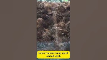 🔥 Palm Fruit Threshing Machine | Efficient & Fast Separation! 🌴⚙️ #PalmOil #palmfruit #palmoilmill