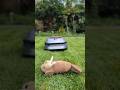 #Poppytestet heute Rasenmäherroboter: Dreame A1 #dreame #dreamea1 #test #garten #garden #robot