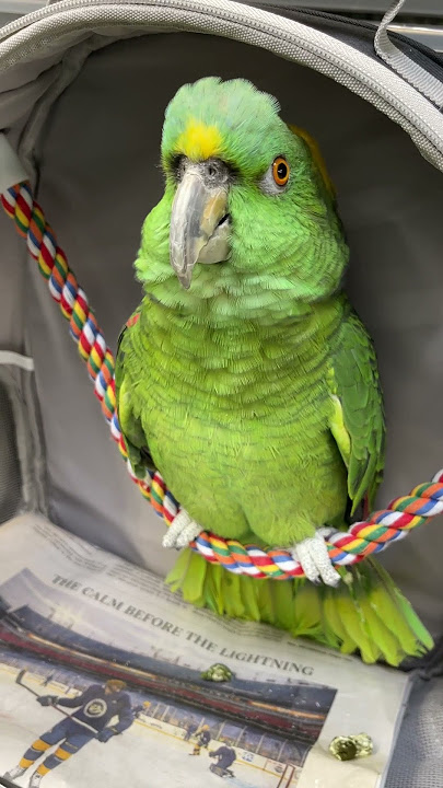 Parrot sings 'Bad Boys' π¦π π₯ Viralhog #furrytails