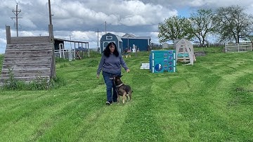 UKC Rally Exercise 317: Turn Right 90°, Double Step Back, Forward.