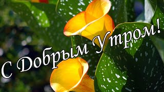 С Добрым Утром !🌼Желаю Самого Доброго Солнечного Утра!🌼  Шикарная Музыкальная Открытка 🌼