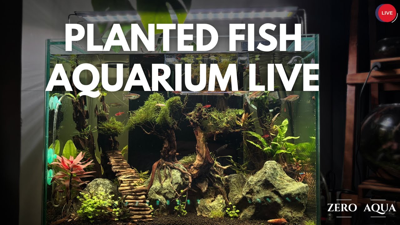 Fish Tank LIVE: Lush Planted Aquascape for Relax, Study & Work Tropical Fish Stream #aquarium #live Fish Tank LIVE: Lush Planted Aquascape for Relax, Study & Work Tropical Fish Stream #aquarium #live