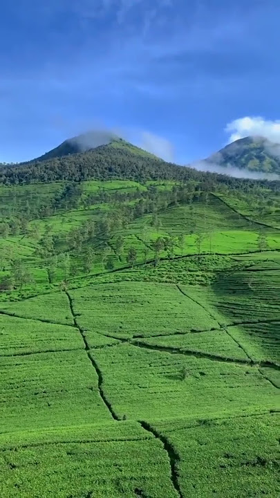 pemandangan kebun teh di bawah gunung #shorts #youtubeshorts #youtube #storywa