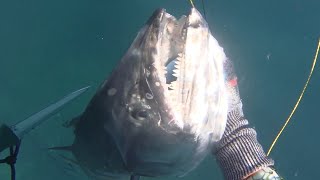 Ep. 14 - Spearfishing For Spanish Mackerel, Jobfish And Other North West Australian Species
