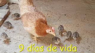 Diferencia de perdiz criada con gallina o sola :Crecimiento de pequeño a adulto.