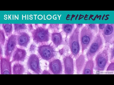 Skin Histology: Epidermis Layers (stratum basale, spinosum, granulosum, lucidum & corneum)