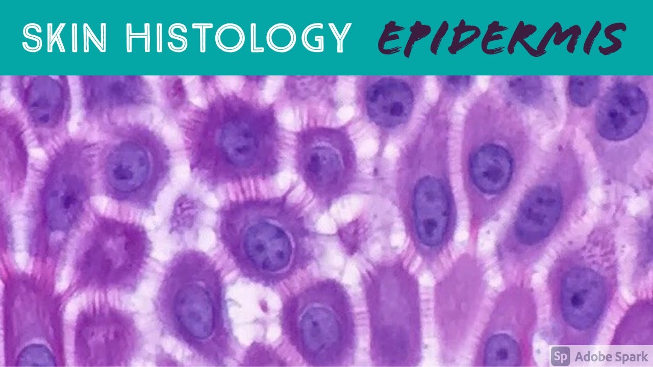 ⁣Skin Histology: Epidermis Layers (stratum basale, spinosum, granulosum, lucidum & corneum)