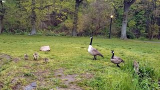 Family of Canada Geese at the park