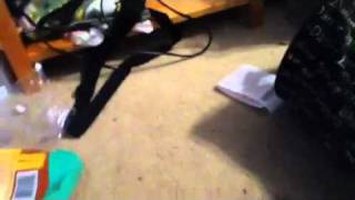 Hamster Dos ans Don'ts!