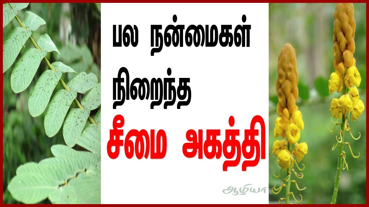 cheemai-agathi-seemai-agathi-health-tips-tamil-skin