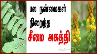 சீமை அகத்தி | Cheemai agathi | Seemai agathi | Health Tips Tamil | Skin Care Tamil