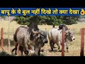 Super Gir Bulls by Pardeep Singh Raol Baapu From Bhavnagar Gujrat India