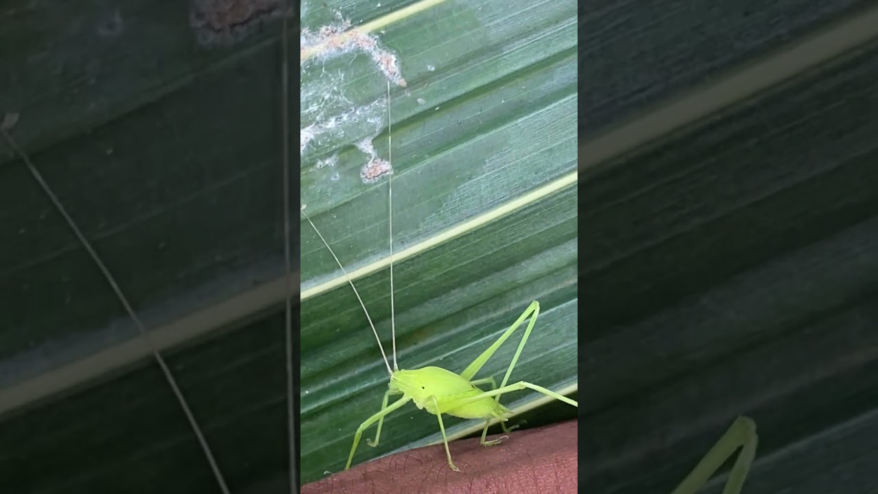 Long Horned Grasshopper🦗 