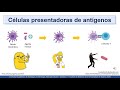 VIDEHISTO #25 | Inmune - Generalidades del sistema inmune