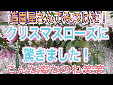 クリスマスローズ 激安 造園屋さんのクリスマスローズは植木 衝撃的なお姿 お値段でした ガーデニング 植え替え 剪定 地植え お花の名前に訂正あります 説明欄みてください Youtube