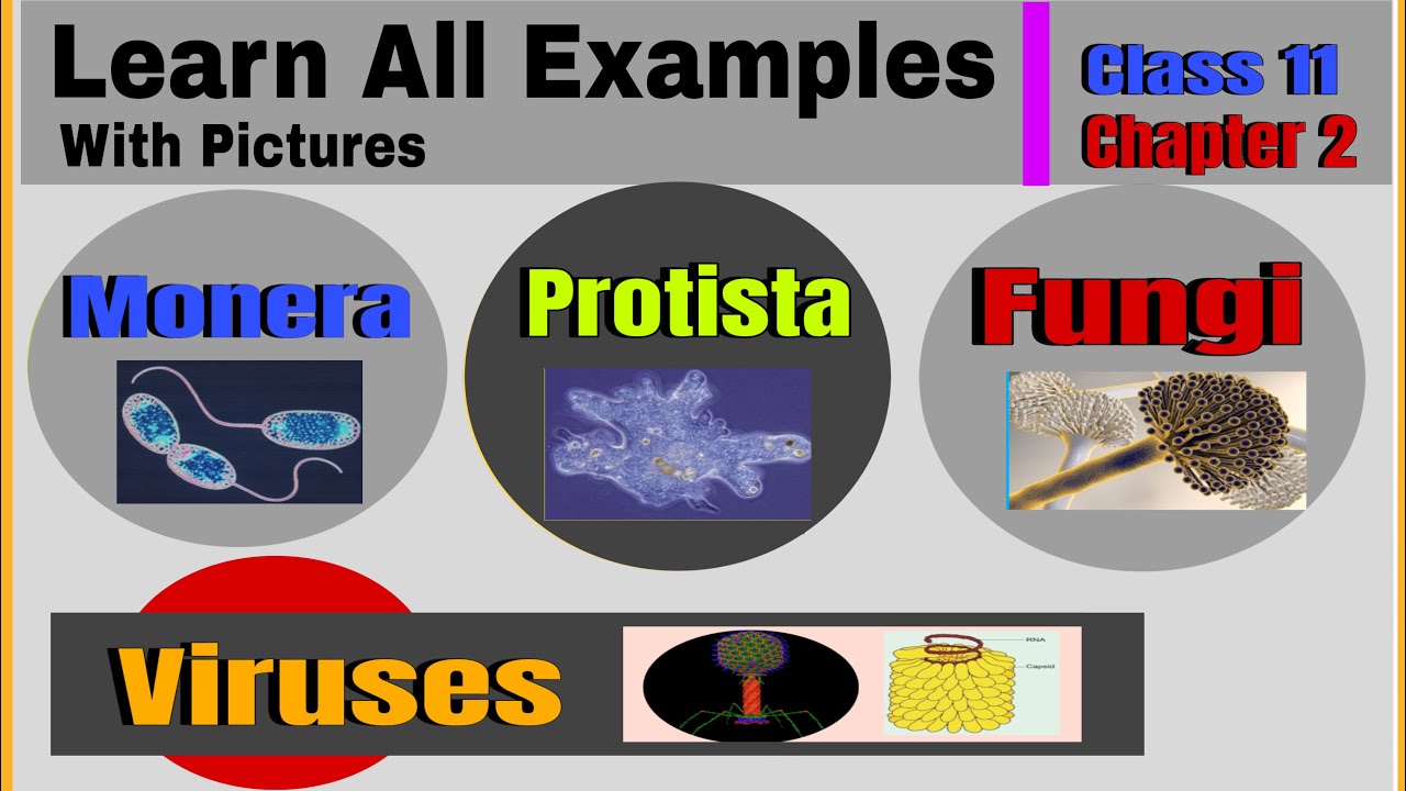 Learn Examples of Kingdom Monera ,Protista,& Fungi and also some Viruses //  Class 11// Biology