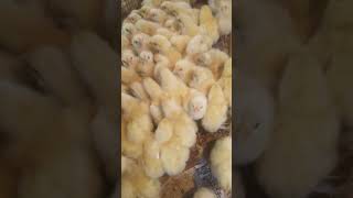 cute chicken baby |butterfly song| Santosh Kumar to Bishnugarh